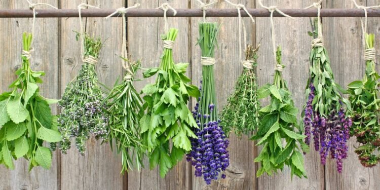 Depois que plantei essas plantas aromáticas nunca mais precisei de repelentes químicos