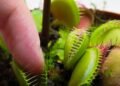 Como plantar e cuidar de plantas carnívoras em casa da maneira correta