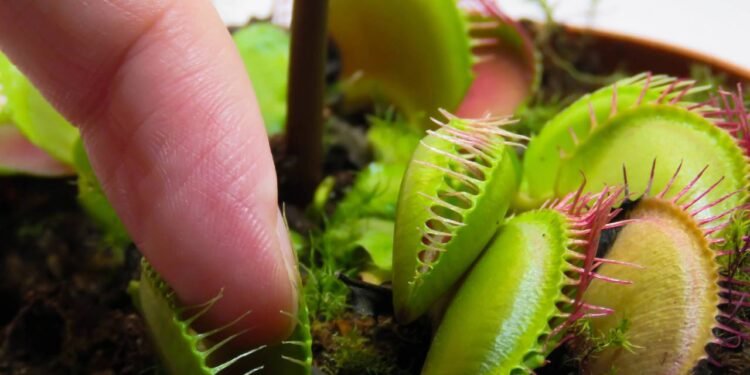 Como plantar e cuidar de plantas carnívoras em casa da maneira correta