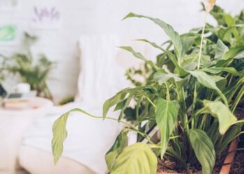 As melhores plantas para combater mofo e deixar o ar da sua casa mais puro