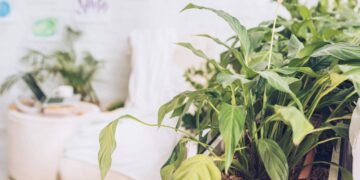 As melhores plantas para combater mofo e deixar o ar da sua casa mais puro