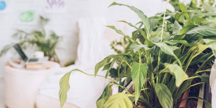 As melhores plantas para combater mofo e deixar o ar da sua casa mais puro