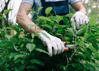 Como podar corretamente suas plantas para garantir um crescimento saudável