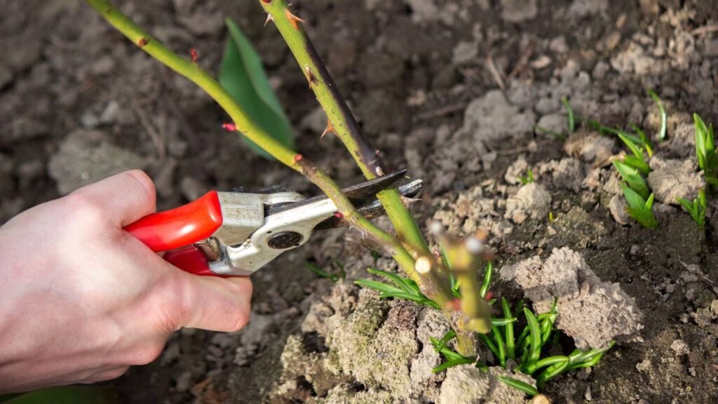 Como podar corretamente suas plantas para garantir um crescimento saudável