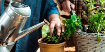 Sinais silenciosos que suas plantas estão sofrendo com excesso de água