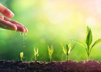 Se você rega suas plantas à tarde talvez esteja destruindo tudo sem saber