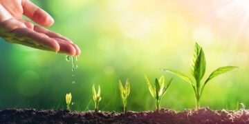 Se você rega suas plantas à tarde talvez esteja destruindo tudo sem saber