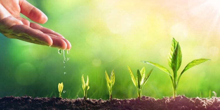 Se você rega suas plantas à tarde talvez esteja destruindo tudo sem saber