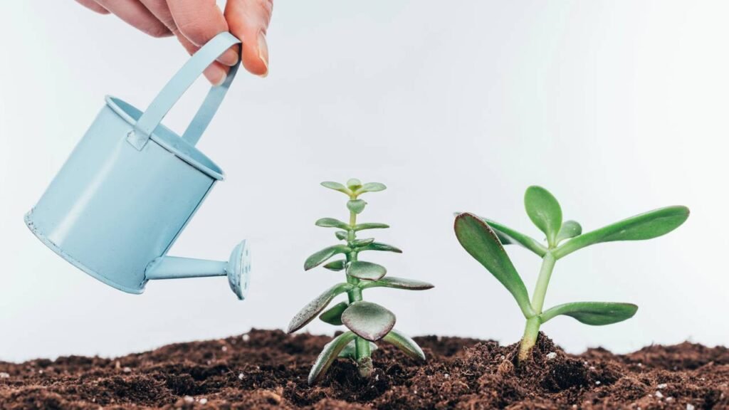 Se você rega suas plantas à tarde talvez esteja destruindo tudo sem saber