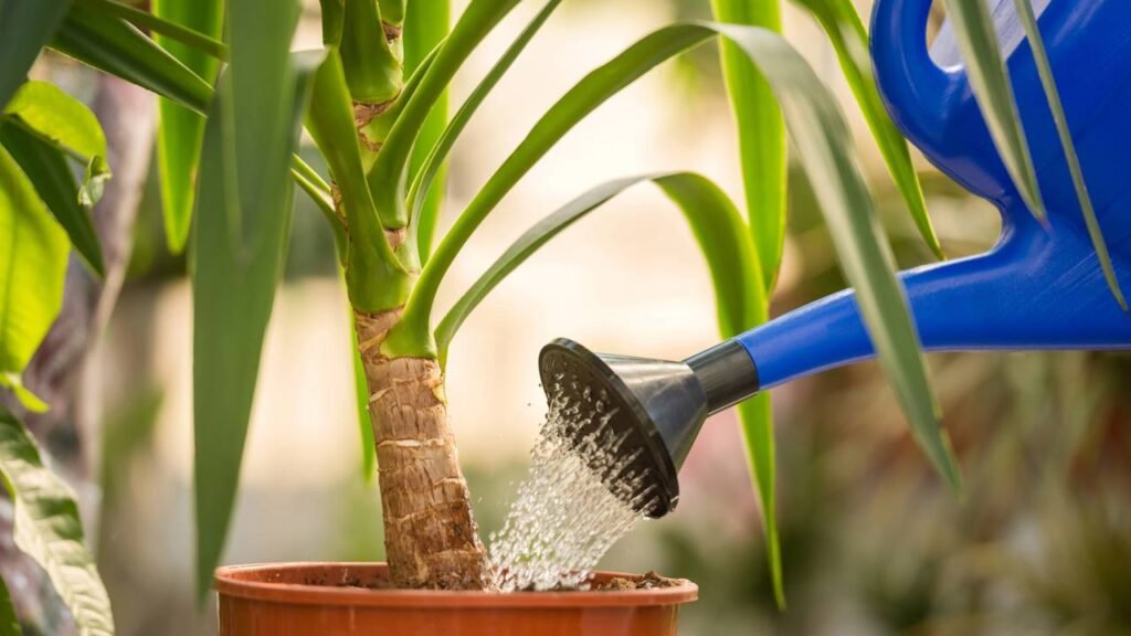 Como regar laranjeira em vasos para ter frutos mesmo no apartamento