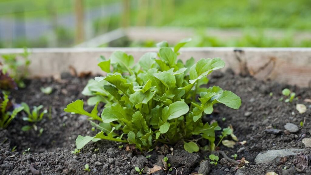 As 5 hortaliças mais fáceis de plantar em vasos durante o verão
