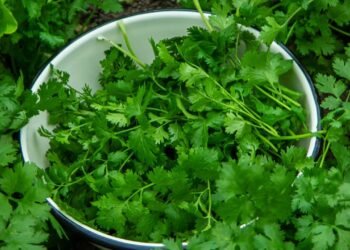 Esse tempero cresce até em apartamento e rende o mês todo com poucos cuidados