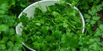 Esse tempero cresce até em apartamento e rende o mês todo com poucos cuidados