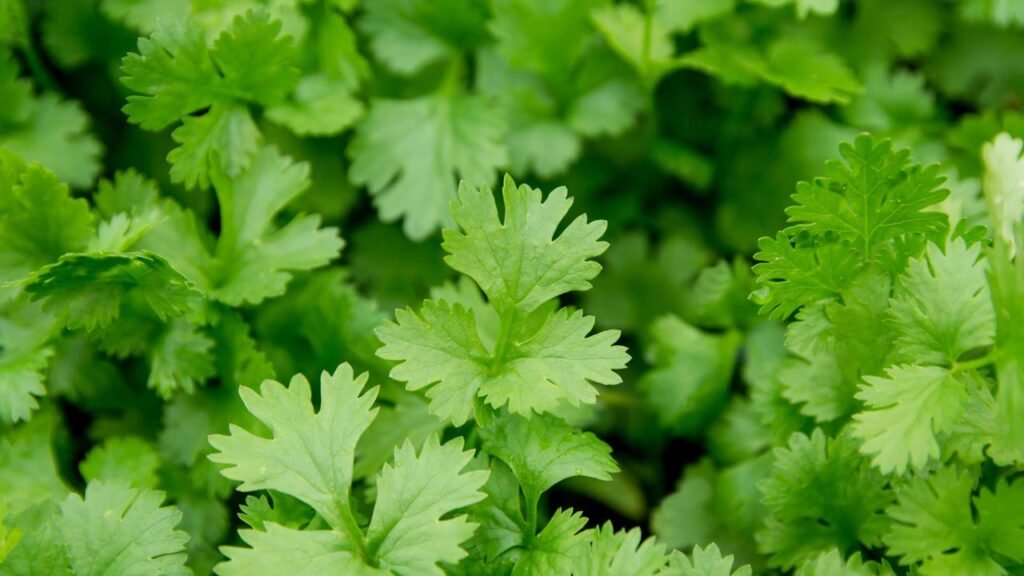 Esse tempero cresce até em apartamento e rende o mês todo com poucos cuidados