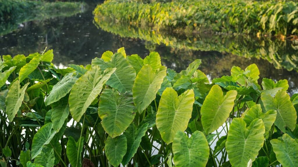 Você sabia que essa folha tem mais cálcio que leite e cresce até em vaso?