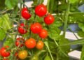 Como cultivar tomate-cereja na varanda e colher frutos saudáveis ainda esse ano