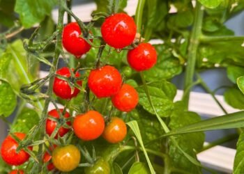 Como cultivar tomate-cereja na varanda e colher frutos saudáveis ainda esse ano