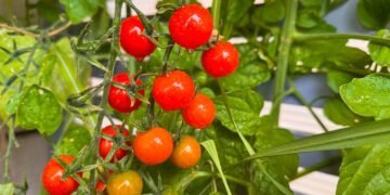Como cultivar tomate-cereja na varanda e colher frutos saudáveis ainda esse ano