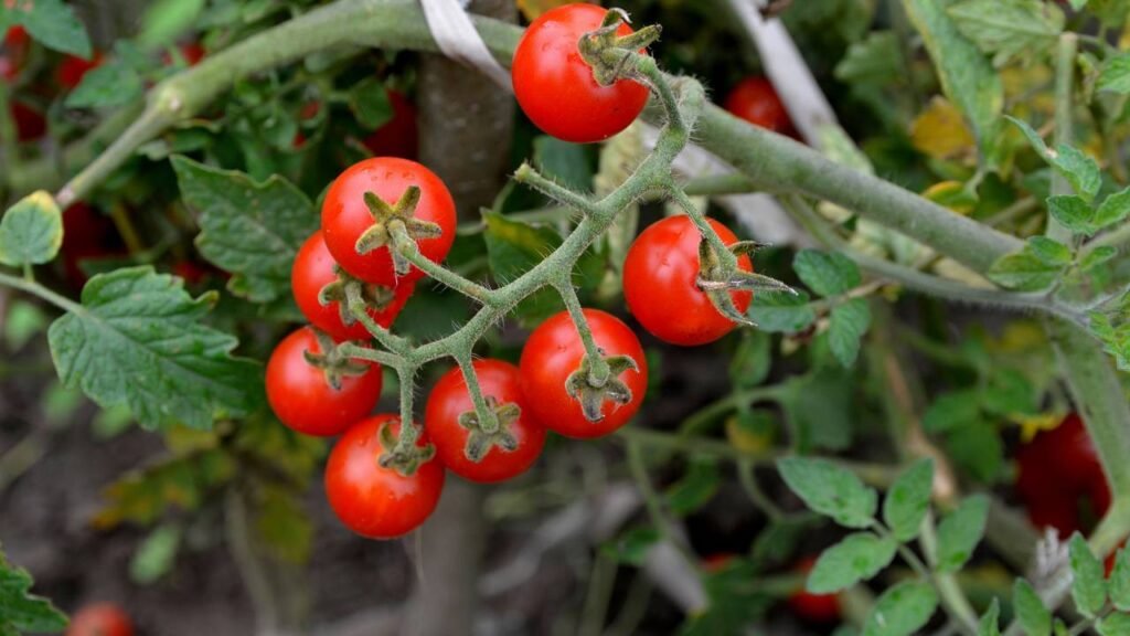 Como cultivar tomate-cereja na varanda e colher frutos saudáveis ainda esse ano