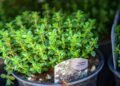 Como plantar tomilho em casa e usar seu poder antibacteriano na cozinha