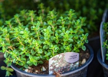Como plantar tomilho em casa e usar seu poder antibacteriano na cozinha