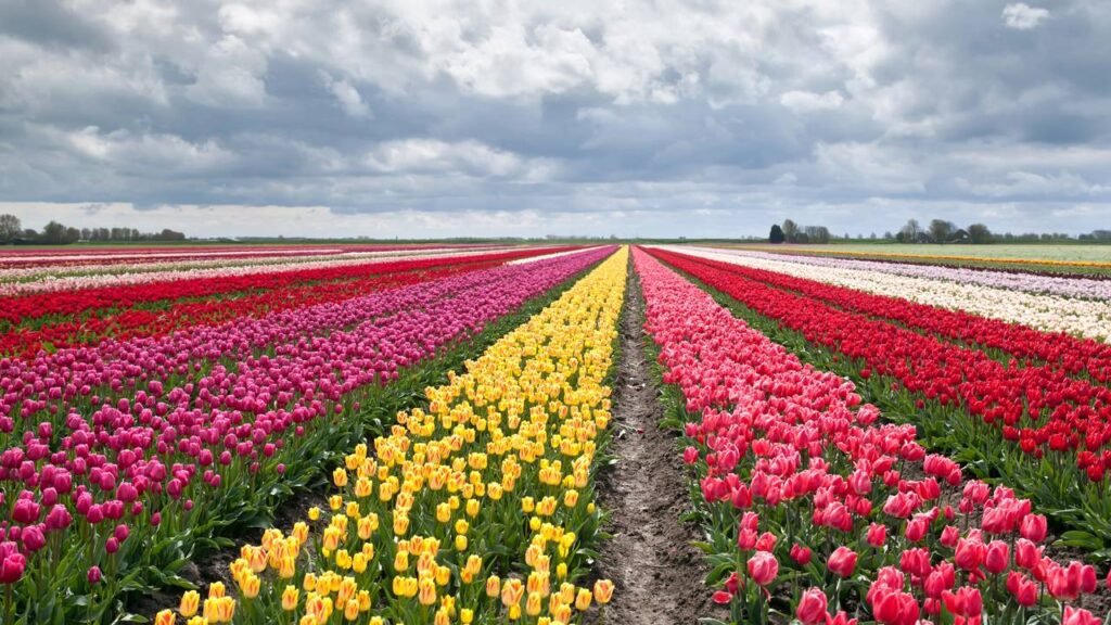 Aprendi a cuidar de tulipas em casa e agora minha sala tem vida e cor o mês inteiro