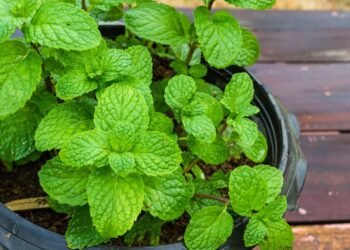Como plantar hortelã sem deixar a planta dominar todo o vaso