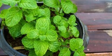 Como plantar hortelã sem deixar a planta dominar todo o vaso