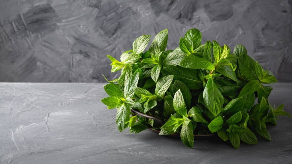 Como plantar hortelã sem deixar a planta dominar todo o vaso