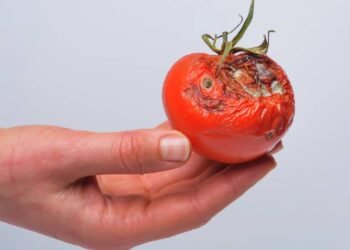 Verduras estragam em poucos dias? Aprenda o jeito certo de guardar