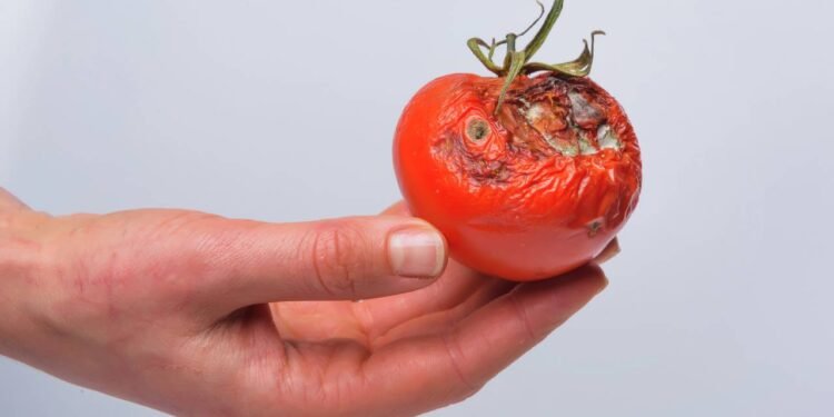 Verduras estragam em poucos dias? Aprenda o jeito certo de guardar