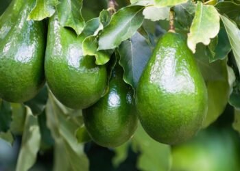 Se você tem um abacateiro, este é o fertilizante caseiro que lhe permitirá ter uma colheita próspera e abundante