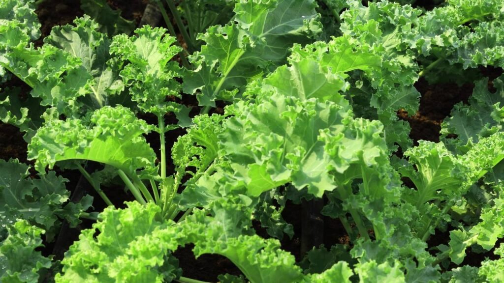 Essa hortaliça cresce sem sol direto e rende folhas frescas o ano inteiro