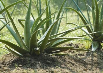 A planta baratinha que hidrata, fortalece e salva os fios ressecados