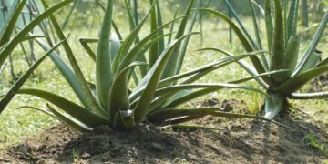 A planta baratinha que hidrata, fortalece e salva os fios ressecados