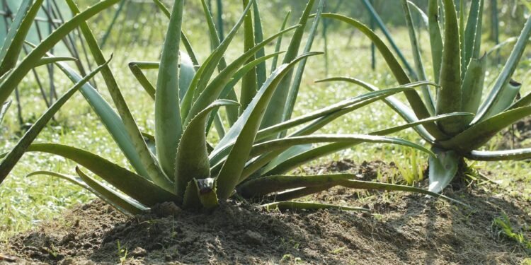 Além disso, preparar o solo misturando terra comum e areia ajuda na drenagem - Créditos: depositphotos.com / leungchopan