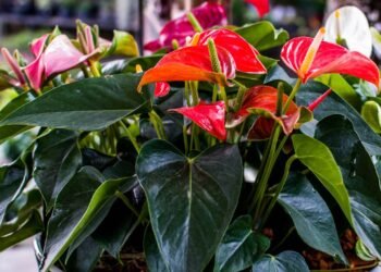 Como fazer seu antúrio crescer mais bonito mesmo em ambientes internos