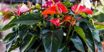 Como fazer seu antúrio crescer mais bonito mesmo em ambientes internos