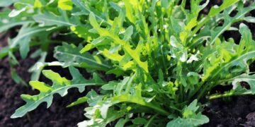 Aprenda a plantar a folha rica em vitaminas que fica pronta em um mês