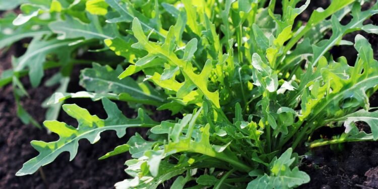 A rúcula, uma folha verde conhecida pelo sabor levemente picante - Créditos: depositphotos.com / vaivirga