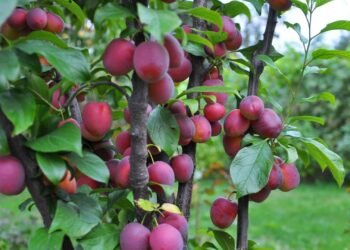 A árvore frutífera mais completa para espaços pequenos e pouca manutenção