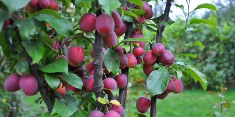 A árvore frutífera mais completa para espaços pequenos e pouca manutenção