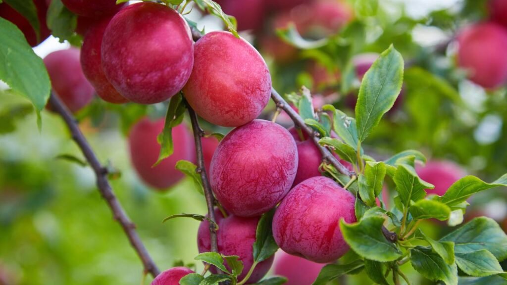 A árvore frutífera mais completa para espaços pequenos e pouca manutenção