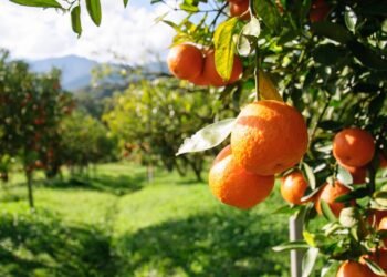 Como regar laranjeira em vasos para ter frutos mesmo no apartamento