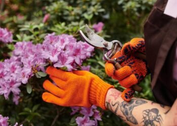 Como cuidar de uma azaleia e transformá-la em uma cascata de flores