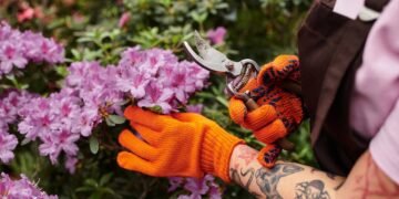 Como cuidar de uma azaleia e transformá-la em uma cascata de flores