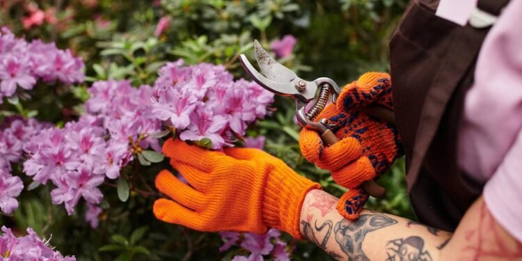 Como cuidar de uma azaleia e transformá-la em uma cascata de flores
