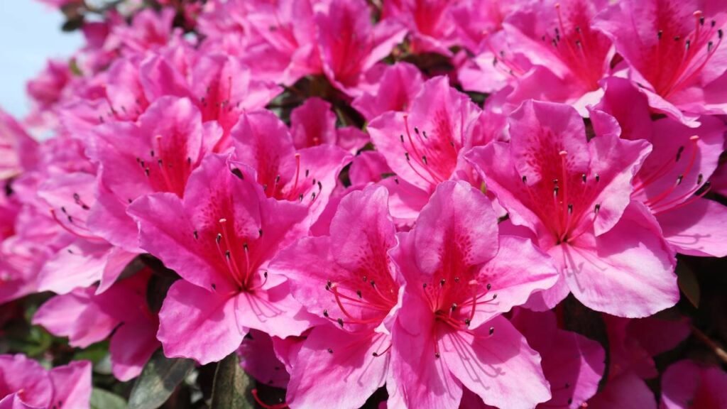 Como cuidar de uma azaleia e transformá-la em uma cascata de flores