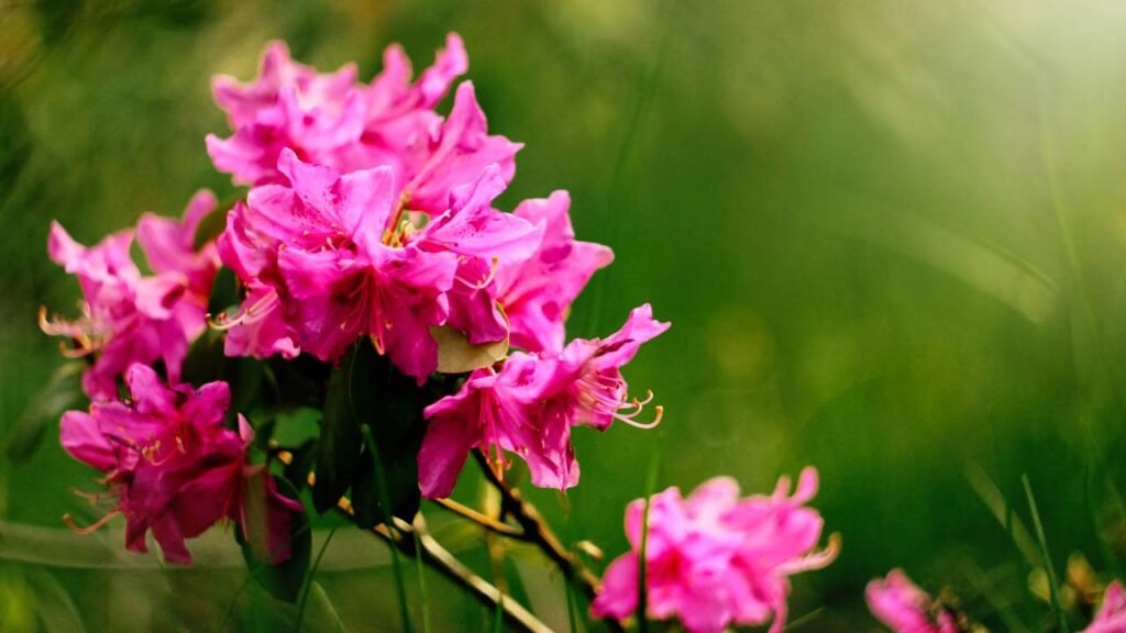 Como cuidar de uma azaleia e transformá-la em uma cascata de flores