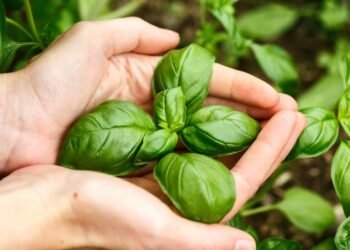 A técnica simples para ter uma fonte infinita de manjericão fresco mesmo sem quintal